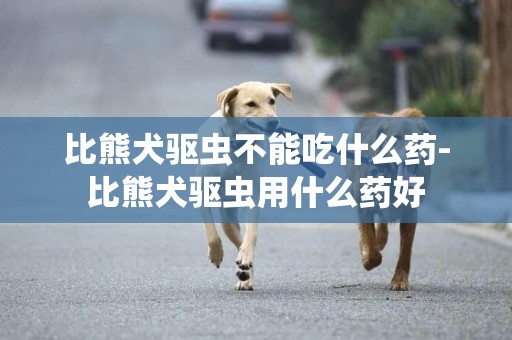 比熊犬驅蟲不能吃什么藥-比熊犬驅蟲用什么藥好