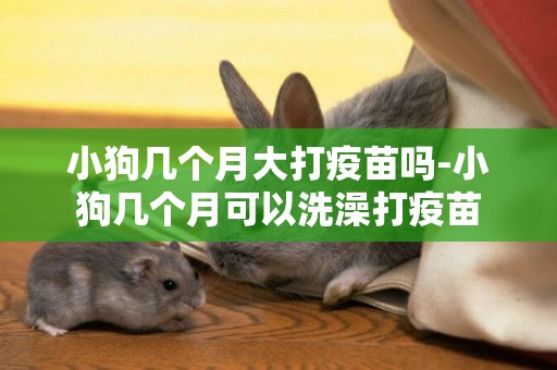 小狗幾個月大打疫苗嗎-小狗幾個月可以洗澡打疫苗