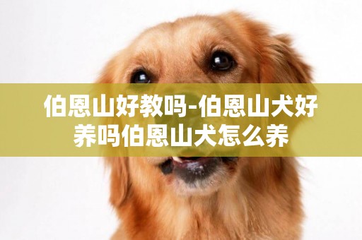 伯恩山好教嗎-伯恩山犬好養嗎伯恩山犬怎么養
