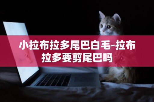 小拉布拉多尾巴白毛-拉布拉多要剪尾巴嗎