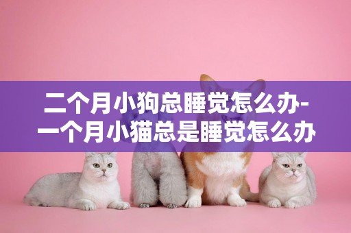二個月小狗總睡覺怎么辦-一個月小貓總是睡覺怎么辦