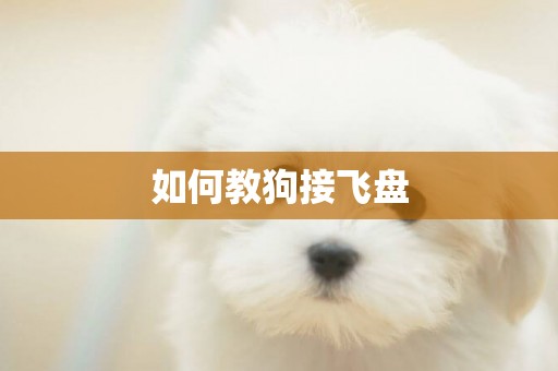 如何教狗接飛盤