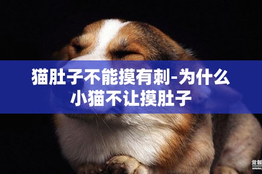 貓肚子不能摸有刺-為什么小貓不讓摸肚子
