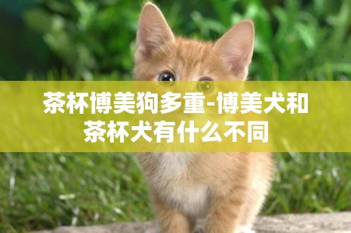 茶杯博美狗多重-博美犬和茶杯犬有什么不同