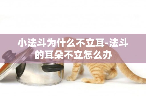 小法斗為什么不立耳-法斗的耳朵不立怎么辦
