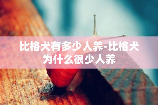比格犬有多少人養-比格犬為什么很少人養