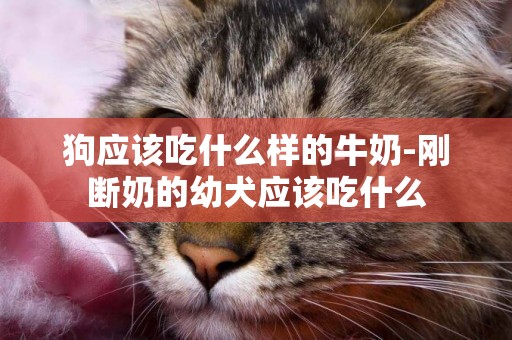 狗應該吃什么樣的牛奶-剛斷奶的幼犬應該吃什么
