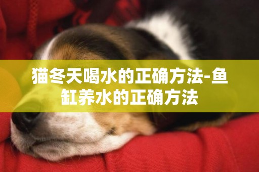 貓冬天喝水的正確方法-魚缸養水的正確方法