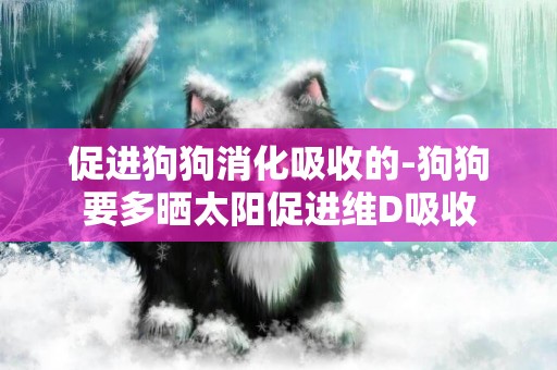 促進狗狗消化吸收的-狗狗要多曬太陽促進維D吸收