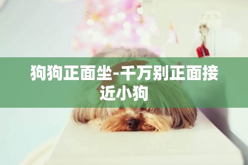 狗狗正面坐-千萬別正面接近小狗