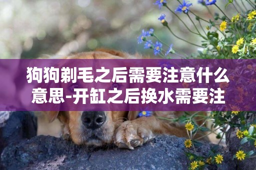 狗狗剃毛之后需要注意什么意思-開缸之后換水需要注意什么