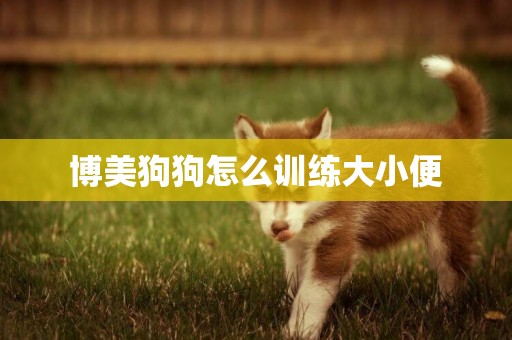博美狗狗怎么訓練大小便
