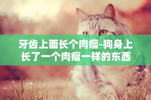 牙齒上面長個肉瘤-狗身上長了一個肉瘤一樣的東西