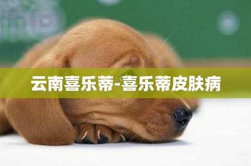 云南喜樂蒂-喜樂蒂皮膚病
