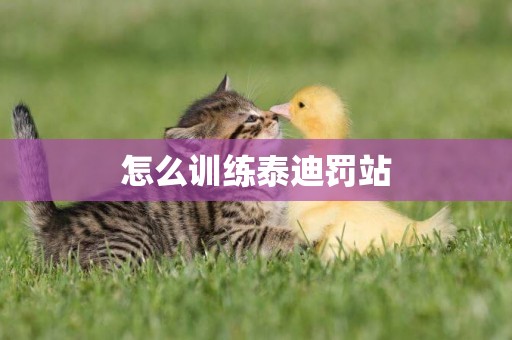 怎么訓練泰迪罰站