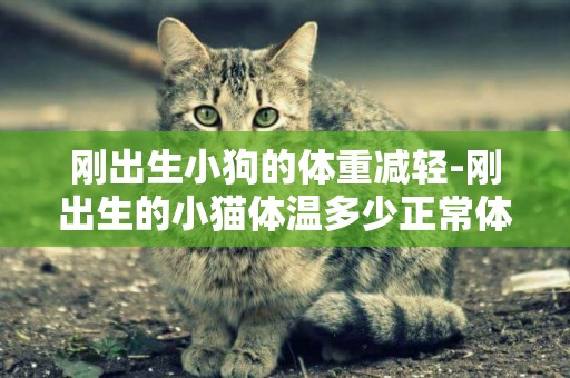 剛出生小狗的體重減輕-剛出生的小貓體溫多少正常體溫