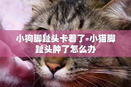 小狗腳趾頭卡著了-小貓腳趾頭腫了怎么辦