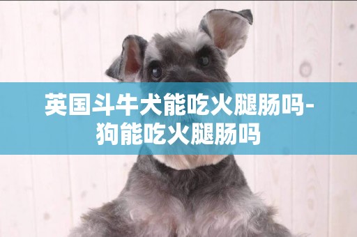 英國斗牛犬能吃火腿腸嗎-狗能吃火腿腸嗎