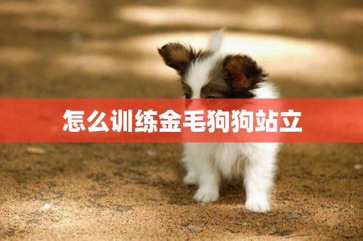 怎么訓練金毛狗狗站立