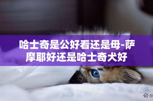 哈士奇是公好看還是母-薩摩耶好還是哈士奇犬好