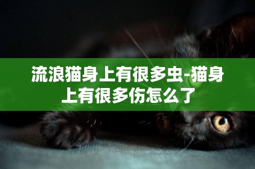流浪貓身上有很多蟲-貓身上有很多傷怎么了