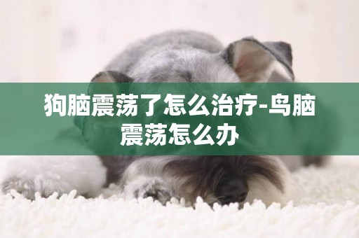 狗腦震蕩了怎么治療-鳥腦震蕩怎么辦