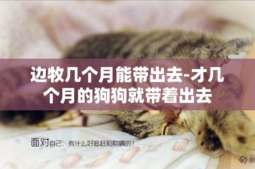 邊牧幾個月能帶出去-才幾個月的狗狗就帶著出去