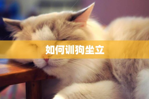 如何訓狗坐立