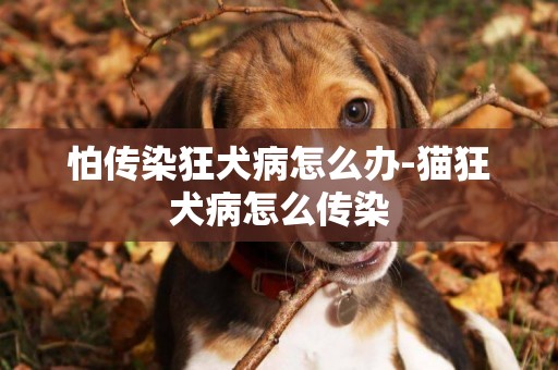 怕傳染狂犬病怎么辦-貓狂犬病怎么傳染