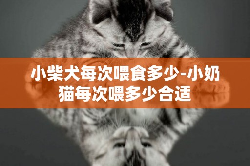 小柴犬每次喂食多少-小奶貓每次喂多少合適