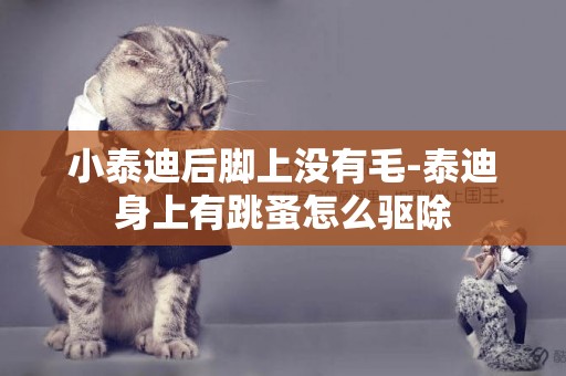 小泰迪后腳上沒有毛-泰迪身上有跳蚤怎么驅除