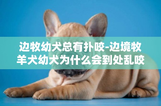 邊牧幼犬總有撲咬-邊境牧羊犬幼犬為什么會到處亂咬