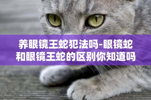 養眼鏡王蛇犯法嗎-眼鏡蛇和眼鏡王蛇的區別你知道嗎