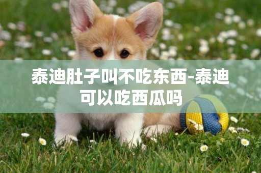 泰迪肚子叫不吃東西-泰迪可以吃西瓜嗎