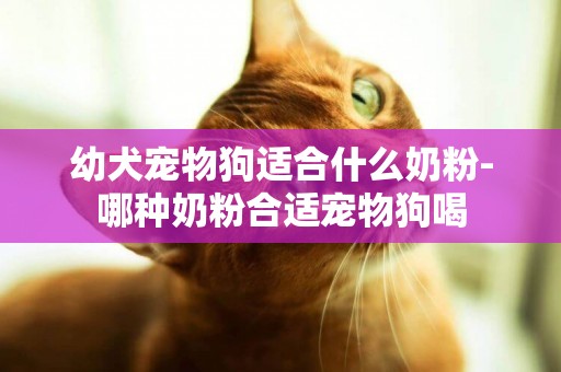 幼犬寵物狗適合什么奶粉-哪種奶粉合適寵物狗喝