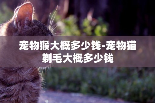 寵物猴大概多少錢-寵物貓剃毛大概多少錢