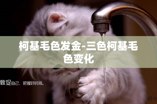 柯基毛色發金-三色柯基毛色變化