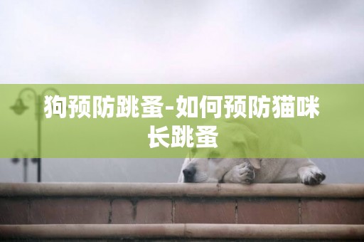 狗預防跳蚤-如何預防貓咪長跳蚤