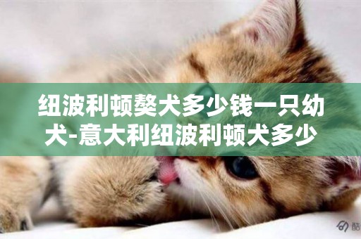 紐波利頓獒犬多少錢一只幼犬-意大利紐波利頓犬多少錢一只