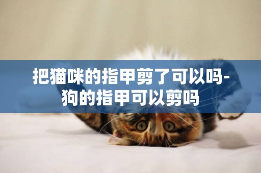把貓咪的指甲剪了可以嗎-狗的指甲可以剪嗎