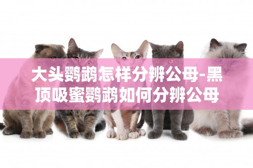 大頭鸚鵡怎樣分辨公母-黑頂吸蜜鸚鵡如何分辨公母