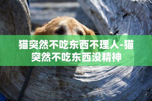 貓突然不吃東西不理人-貓突然不吃東西沒精神