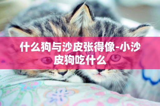 什么狗與沙皮張得像-小沙皮狗吃什么