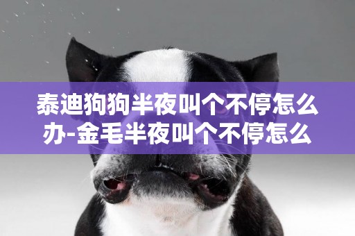 泰迪狗狗半夜叫個不停怎么辦-金毛半夜叫個不停怎么辦