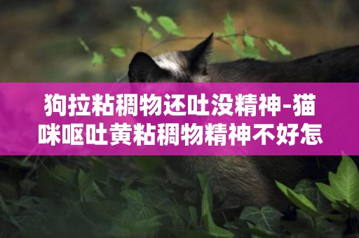 狗拉粘稠物還吐沒精神-貓咪嘔吐黃粘稠物精神不好怎么辦