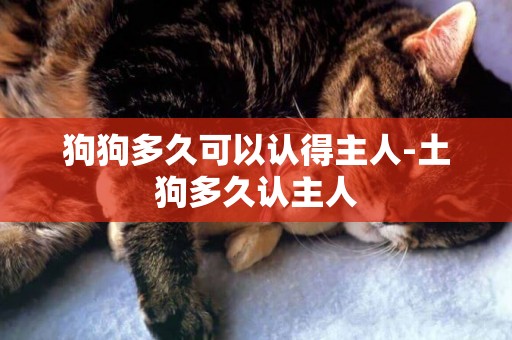 狗狗多久可以認得主人-土狗多久認主人
