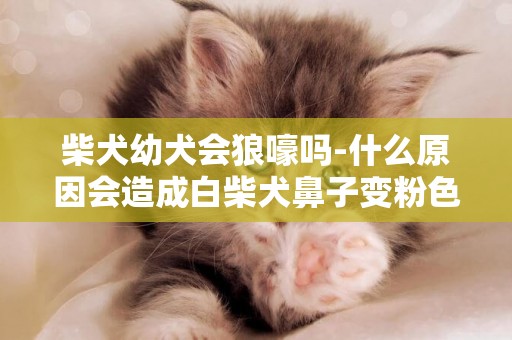 柴犬幼犬會狼嚎嗎-什么原因會造成白柴犬鼻子變粉色
