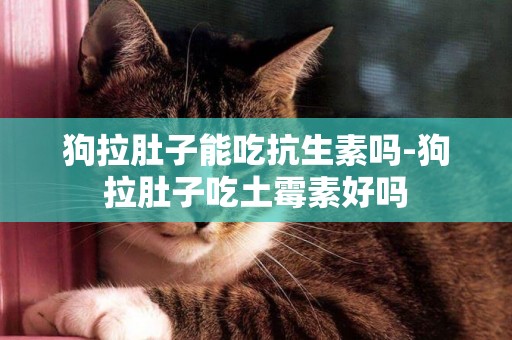 狗拉肚子能吃抗生素嗎-狗拉肚子吃土霉素好嗎