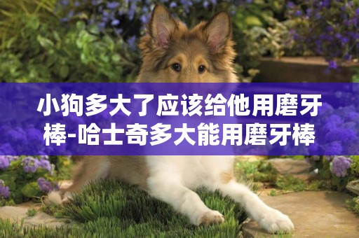 小狗多大了應該給他用磨牙棒-哈士奇多大能用磨牙棒
