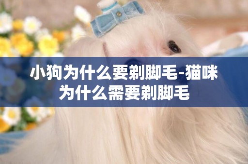 小狗為什么要剃腳毛-貓咪為什么需要剃腳毛